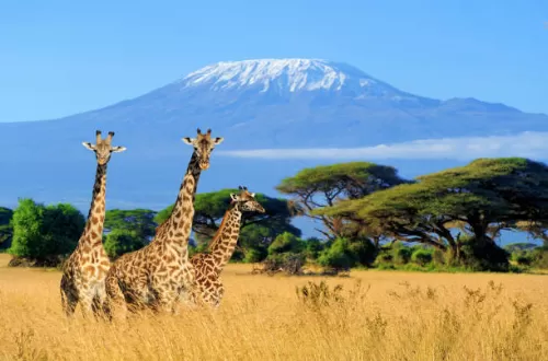 Kilimanjaro hiking and African safari adventures